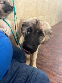 German Shepherd Dog and Mixed Breed Dogs Available for Adoption in Greenville, Texas - Dog Kennel #5 | PetCurious