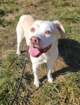 Labrador Retriever and Mixed Breed Dogs Available for Adoption - Snowman | PetCurious