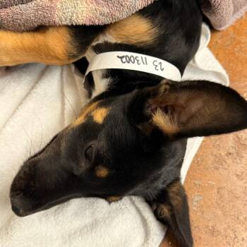 German Shepherd Dog Dogs Available for Adoption in Tupelo, Mississippi - Droopy | PetCurious