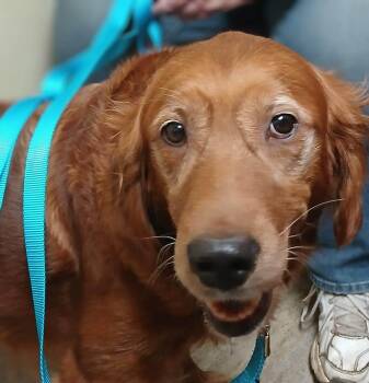 Rescue Golden Retriever Dogs for Adoption in Waterville, Ohio - Maple | PetCurious