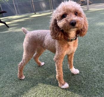 Graham-Courtesy Posting -  Poodle and Miniature Poodle Dog for Adoption in Somerville, Massachusetts - Graham-Courtesy Posting | PetCurious