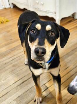 Rescue German Shepherd Dog and Husky Dogs for Adoption in Chicago, Illinois - Stuart(REDUCED FEE!) | PetCurious