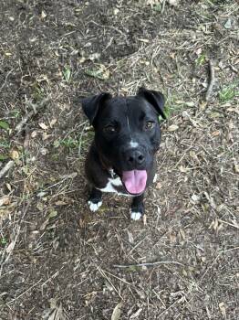 Rescue Pit Bull Terrier and Australian Shepherd Dogs for Adoption in Powder Springs, Georgia - Frankie | PetCurious