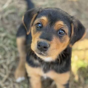 Hound Dogs Available for Adoption in Richmond, Virginia - Congaree | PetCurious