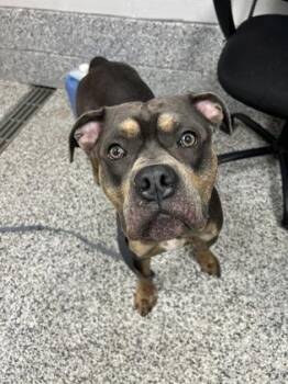 Mixed Breed Dogs Available for Adoption in West Chester, Pennsylvania - Carharrt | PetCurious