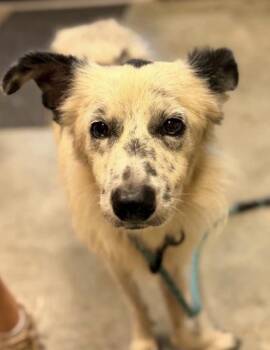 Dobs -  Border Collie and Cattle Dog Dog for Adoption in Bowling Green, Kentucky - Dobs | PetCurious