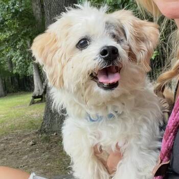 Tamagotchi -  Shih Tzu Dog for Adoption in Eatontown, New Jersey - Tamagotchi | PetCurious