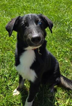 HURRICANE -  Australian Shepherd and Husky Dog for Adoption in Sandusky, Ohio - HURRICANE | PetCurious
