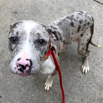 Pit Bull Terrier Dogs Available for Adoption in Northbrook, Illinois - Nurse Jesse | PetCurious