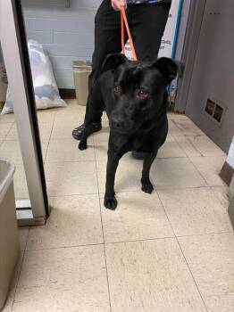 Rescue Labrador Retriever and Mixed Breed Dogs for Adoption in Stockton, California - RAVEN | PetCurious