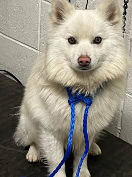 American Eskimo Dog Dogs Available for Adoption - Gideon | PetCurious