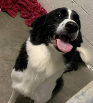 Border Collie and Great Pyrenees Dogs Available for Adoption - CASEY | PetCurious