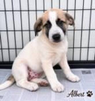 Albacore -  Great Pyrenees and Mixed Breed Dog for Adoption in Morristown, New Jersey - Albacore | PetCurious