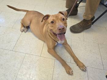 Pit Bull Terrier Dogs Available for Adoption in Trenton, New Jersey - Mai | PetCurious