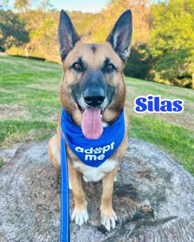 Rescue German Shepherd Dog Dogs for Adoption in Cool, California - Silas | PetCurious