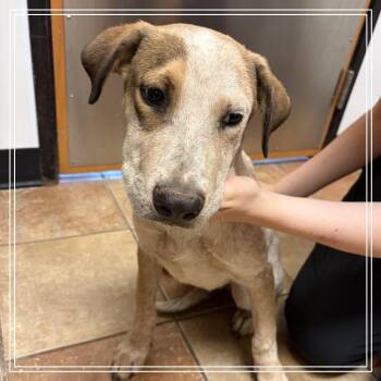 FWT Red -  Cattle Dog and Mixed Breed Dog for Adoption in Midland, Texas - FWT Red | PetCurious