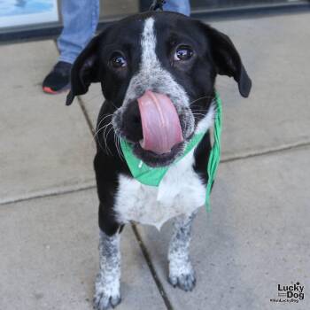 Australian Cattle Dog Blue Heeler and Labrador Retriever Dogs Available for Adoption in Washington, District Of Columbia - Black Cherry | PetCurious