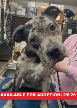 American Bulldog and Cane Corso Dogs Available for Adoption - Charlotte | PetCurious