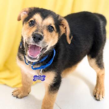 Diesel -  Shepherd and Mixed Breed Dog for Adoption in Boerne, Texas - Diesel | PetCurious