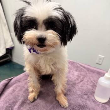Juliet -  Shih Tzu Dog for Adoption in Chico, California - Juliet | PetCurious