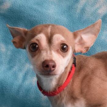 Rescue Chihuahua and Mixed Breed Dogs for Adoption in Eureka, California - Peanut | PetCurious