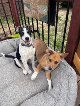 Mixed Breed Dogs Available for Adoption in Fort Collins, Colorado - Dennis | PetCurious