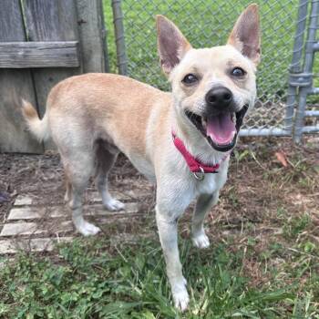 Kevin -  Chihuahua Dog for Adoption in Mount Vernon, Indiana - Kevin | PetCurious