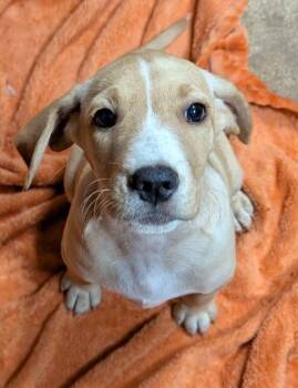 Birdie -  Labrador Retriever and Beagle Dog for Adoption in Watertown, Connecticut - Birdie | PetCurious
