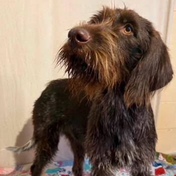 Harper (Weir, Mississippi) -  German Wirehaired Pointer Dog for Adoption in Santa Rosa, California - Harper (Weir, Mississippi) | PetCurious