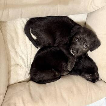 Zavier -  Mixed Breed Dog for Adoption in Indianapolis, Indiana - Zavier | PetCurious