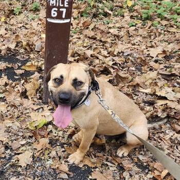 Rescue German Shepherd Dog and Boxer Dogs for Adoption in Fairfax, Virginia - Jack | PetCurious