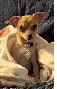 Chihuahua Dogs Available for Adoption in Plano, Texas - Pixie | PetCurious