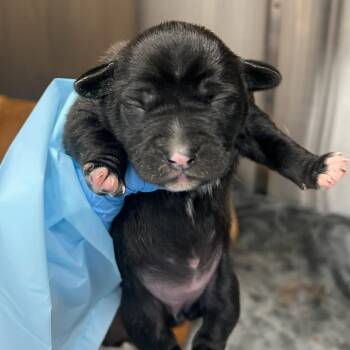 Mixed Breed Dogs Available for Adoption in Bentonville, Arkansas - Treetrunks | PetCurious