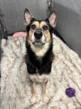 Rip -  German Shepherd Dog and Siberian Husky Dog for Adoption in Roseville, California - Rip | PetCurious