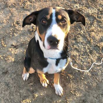 Finn -  Greater Swiss Mountain Dog and Bernese Mountain Dog Dog for Adoption in Boulder, Colorado - Finn | PetCurious