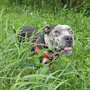 Sosa -  Mixed Breed Dog Available for Adoption in Fairport, New York - Sosa | PetCurious