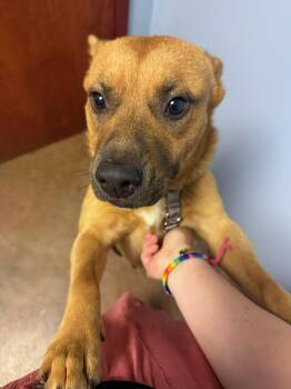 Miles Thomas -  Mixed Breed Dog for Adoption in Memphis, Tennessee - Miles Thomas | PetCurious