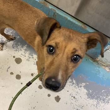 Hannah -  Mixed Breed Dog for Adoption in Charleston, West Virginia - Hannah | PetCurious