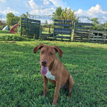 Red -  Hound Dog for Adoption in Manchester, New Hampshire - Red | PetCurious