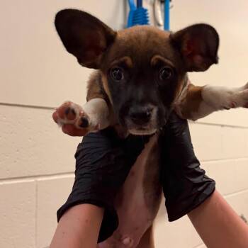 Simon -  Terrier and Mixed Breed Dog for Adoption in Reno, Nevada - Simon | PetCurious
