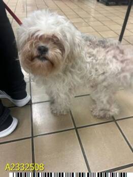 Mixed Breed Dogs Available for Adoption in West Palm Beach, Florida - A2332508 | PetCurious