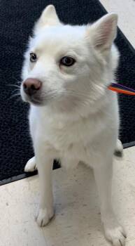Freya -  American Eskimo Dog Dog for Adoption in Rock Springs, Wyoming - Freya | PetCurious