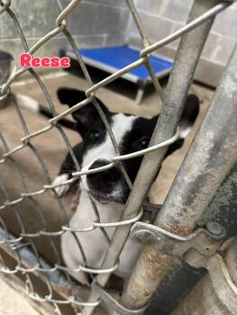 Border Collie Dogs Available for Adoption in Rock Hill, New York - Reese | PetCurious