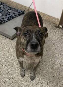 Pit Bull Terrier Dogs Available for Adoption - Sissy | PetCurious