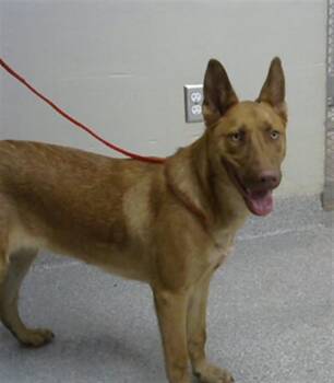 German Shepherd Dog and Mixed Breed Dogs Available for Adoption - FOXY | PetCurious