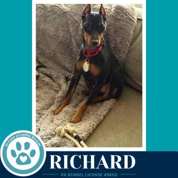 Miniature Pinscher Dogs Available for Adoption in Kimberton, Pennsylvania - Richard 050926 | PetCurious