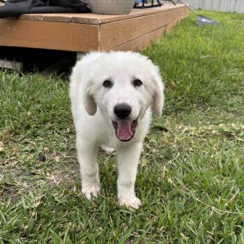 Polar -  Great Pyrenees Dog Available for Adoption in La Feria, Texas - Polar | PetCurious