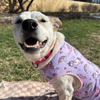 Cattle Dog Dogs Available for Adoption in Lenexa, Kansas - Mia | PetCurious