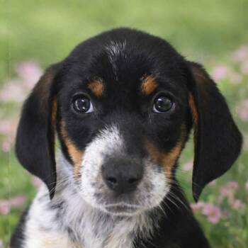 Australian Shepherd Dogs Available for Adoption - Brady | PetCurious