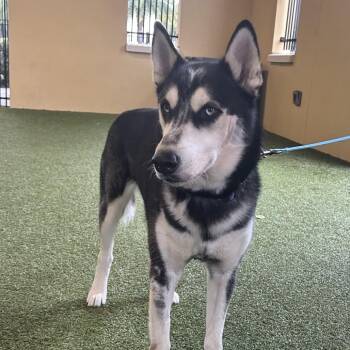Husky Dogs Available for Adoption - PBJ | PetCurious